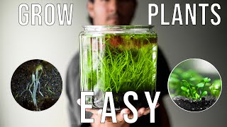 Easiest way to grow Aquarium Plants Experiments [upl. by Niletac]