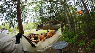 Female RoseBreasted Grosbeak June042019 [upl. by Marcellus]