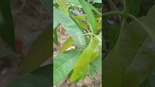 Simply baron 🐛 nature euthalia aconthea simplybaron butterfly mangoleaf [upl. by Leede]