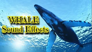 Whale Sound Effects [upl. by Theodor]