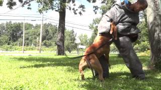 MAN VS PITBULL in streets [upl. by Nerte]