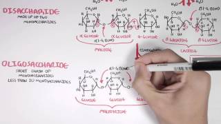 Biochemistry of Carbohydrates [upl. by Zitella953]