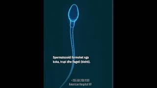 Spermatozoidi [upl. by Adelice]