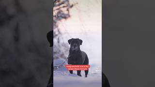 Der Cane Corso in 60 Sekunden erklärt canecorsoitaliano information [upl. by Terrene289]