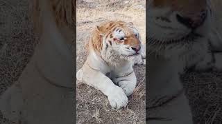 Ser ne kaise chhik  ye bhi nahi pata viralvideo animals bollywoodactor animals matter theanima [upl. by Josie999]