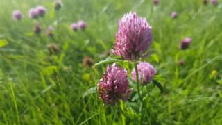 Trifolium pratense [upl. by Drawets766]