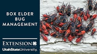 How to Handle Boxelder Bugs [upl. by Nevi]