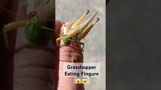 Grasshoppers AttackGrasshopper Eating Fingure InsectsAnimals Wild Life discovery nature [upl. by Bakerman]