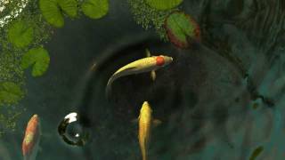 Koi Fish 3D Screensaver [upl. by Analra340]