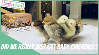 Should we get baby Chickens Theres a beginners kit to help [upl. by Phi]