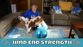 🐶Cavalier King Charles Spaniel Exercises with Canine Fit Bone Dexters Fun Workout K9FITbone [upl. by Cianca829]