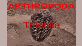 Arthropoda Trilobita Geological Distribution amp Morphological Characters [upl. by Worra]