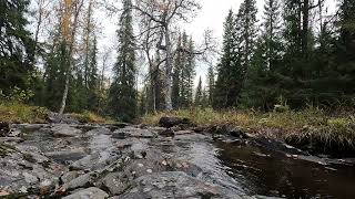 Relaxing Stream Sounds in Norwegian Wilderness 1 [upl. by Gibson]