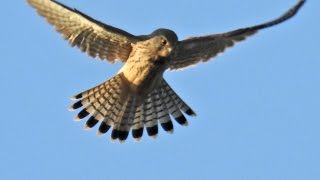 Rüttelflug Turmfalke gefilmt mit Nikon P900 Jagd Greifvogel [upl. by Pius]