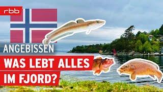 Fischartenchallenge  Norwegen Spezial  Angebissen  Der Angelpodcast vom rbb  154 [upl. by Asilrak]