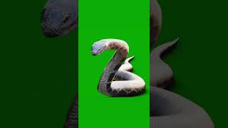 snake green screen videos snake viral green screen videos new green screen videosviral green [upl. by Cleo613]