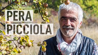 RECUPERIAMO FRUTTI ANTICHI LA PERA PICCIÒLA 🍐 [upl. by Tirma]