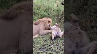 lion serengetinationalpark serengeti [upl. by Nnaid795]