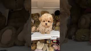 Maltipoo Puppy For Sale in Mumbai [upl. by Anivlac]