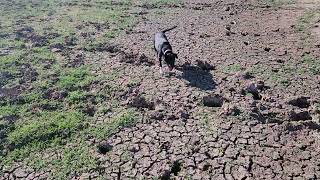 Our Pond is Nearly Gone Arizona Urban Farms in Apache County Arizona [upl. by Ahsercal]