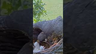 P272 Review birds nest life mom birds brings food to feed her babies in their nest birdslover [upl. by Yenaffit657]