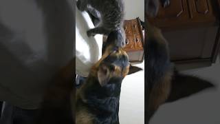 Dog almost eats cat dogs cats puppy kitten animal nature [upl. by Eiggam]