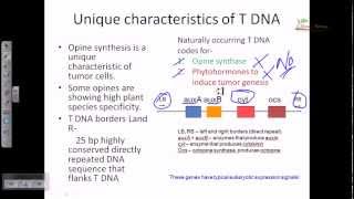 Ti plasmid and T DNA [upl. by Baron]