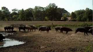 HELDERVARKEN Biologische varkensboerderij t Helder WinterswijkHuppel [upl. by Aikel]