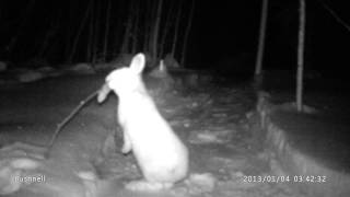 Meat Eating Rabbit near Gunn Alberta 3 of 3 [upl. by Cherri]