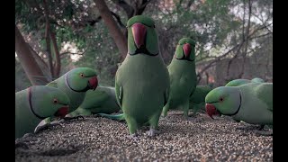 Parrots of Jawaharlal Nehru University jnucampus parrots asmr [upl. by Nessaj]