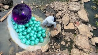 Pearl hunters open pearl oysters to harvest giant purple pearls among hundreds of tiny green pearls [upl. by Ona560]