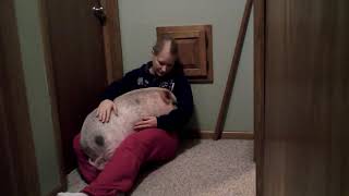 Hamlet the Mini Pig Snuggle Time [upl. by Abdel]