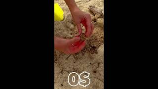 Metal Detecting on the Beach🏖️Uncovering Hidden Treasures and Amazing Finds🤪 liveshorts [upl. by Sesylu]