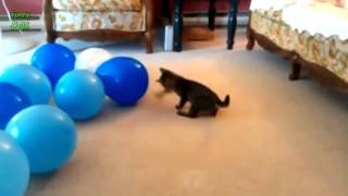 Funny Cats vs Balloons Compilation 2014 NEW HD [upl. by Erdne14]