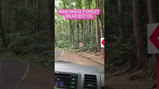 MANMADE FOREST IN BILAR BOHOL  polchardz vlog [upl. by Wilhelmine263]