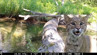 Pennsylvania man captures all walks of life crossing log bridge [upl. by Alrats]