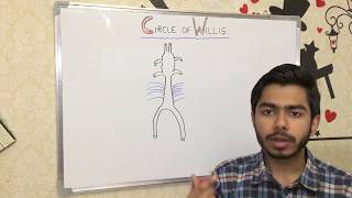 ANATOMY  CIRCLE OF WILLIS [upl. by Aikrehs40]