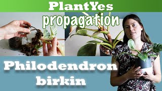 How to propagate Philodendron birkin 🌱  result [upl. by Refanej]