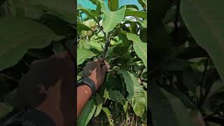 BLACK MANGO PLANTS AVAILABLE IN OUR NURSERY GARDEN nurserygarden farming [upl. by Eux78]