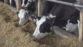 New program helps support dairy farms in Maine [upl. by Fairleigh]