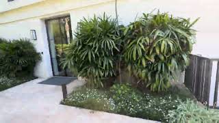 How to grow Rhapis excelsa Lady Palms in Northern California [upl. by Keeryt]