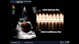 VSD and mitral stenosis and TI in a cat  VSD en mitralis stenose en TI bij een kat [upl. by Nonnahs]