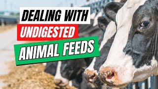 Why Undigested Animal Feeds Is Slowing Down The Growth and Productivity of Your Animals [upl. by Regina]