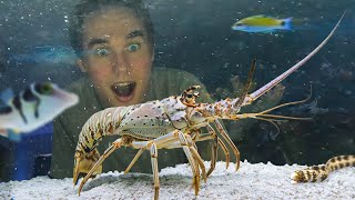 Raising a Grocery Store Spiny Lobster as a Pet [upl. by Enileve]