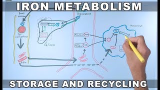 Iron Metabolism  Storage and Recycling [upl. by Cathrine703]