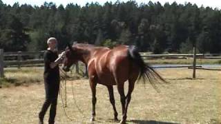 Parelli Natural Horsemanship Level 1 part 1 [upl. by Ardnic]