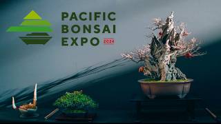 Pacific Bonsai Expo 2024 [upl. by Jemmie]