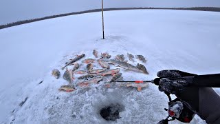 КЛЁВ ЛУЧШЕ ЧЕМ В ЗАПРЕТКЕ ТАКОЕ ТОЛЬКО ЗДЕСЬ Рыбалка по первому льду 202324 [upl. by Conrad692]