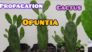 How to propagation opuntia cactus very easily 🌵 [upl. by Finzer]