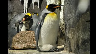 國王企鵝 Aptenodytes Patagonius King penguin [upl. by Anial]